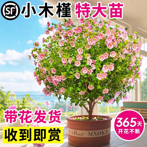 小木槿盆栽花苗棒棒糖蓝雪花室内
