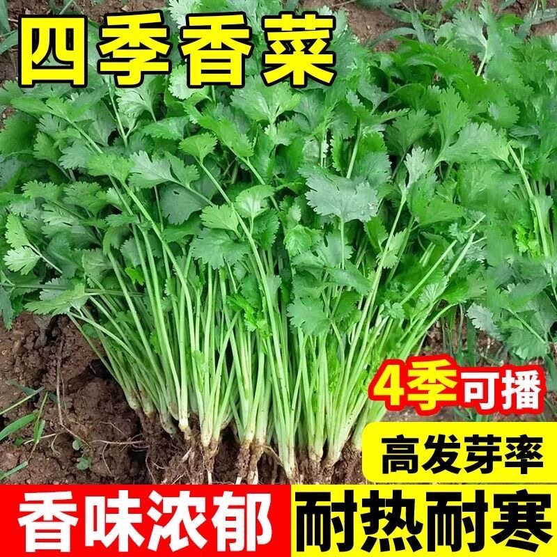 香菜种子四季香菜籽种夏天耐热图片