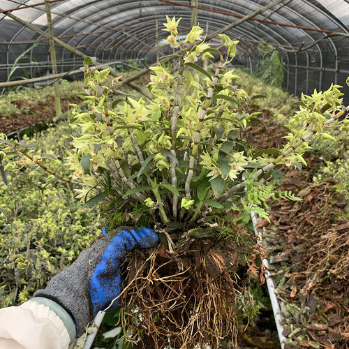 铁皮石斛苗室内室外都能种可食用