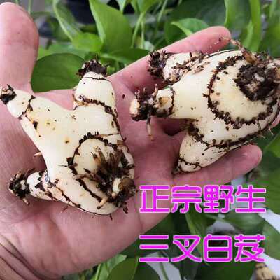 现挖正宗野生三叉白芨中药材新鲜药食同用旱白芨泡酒泡茶煲汤种苗
