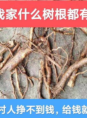 桃树根柳树根桑树根槐树根榆树根香椿树根臭椿树根柿子树根构树根