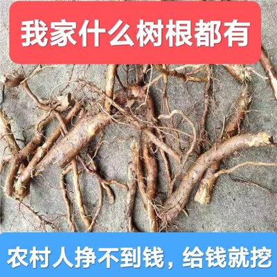 桃树根柳树根桑树根槐树根榆树根香椿树根臭椿树根柿子树根构树根