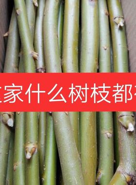 柳树枝核桃树枝桑树枝洋槐树枝桃树枝榆树枝苦楝树枝杨树枝枸杞枝