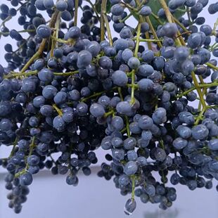 武当山新鲜中药材女贞子女贞叶冬青叶土金刚叶爆竹叶泡酒泡茶煲汤