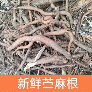 武当山新鲜现挖苎麻根中国草白麻根野麻根青麻根苎麻杆苎麻叶