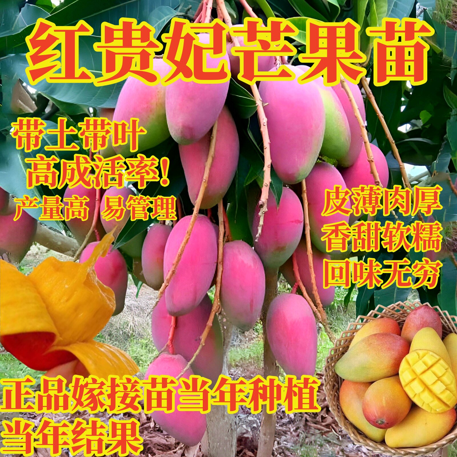 芒果苗树嫁接苗红贵妃芒果树金煌台农桂七特大四季芒果苗地栽盆栽