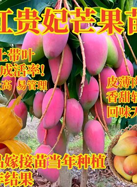芒果苗树嫁接苗红贵妃四季芒果苗