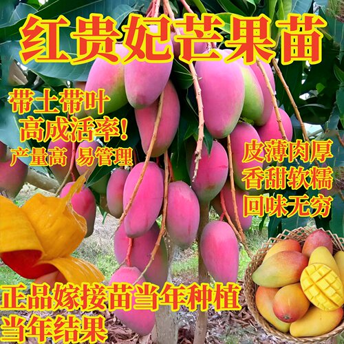 芒果苗树嫁接苗红贵妃四季芒果苗