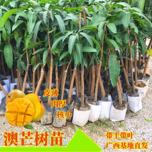 芒果树苗正宗澳芒嫁接苗带土带叶盆栽地栽庭院种植常绿当年结果