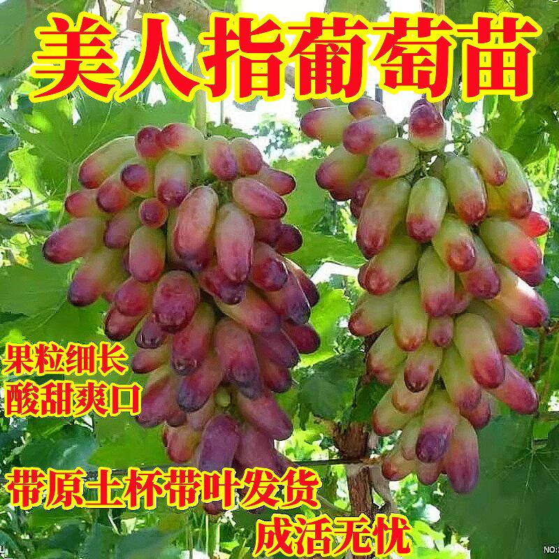 美人指葡萄爬藤植物常绿果树苗
