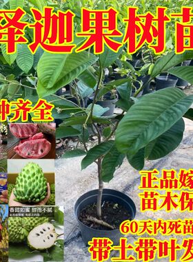 新品种释迦果嫁接果树苗带土带叶