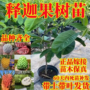 释迦果树苗台湾凤梨黄龙红皮大果释迦嫁接苗带土带叶南北方种植