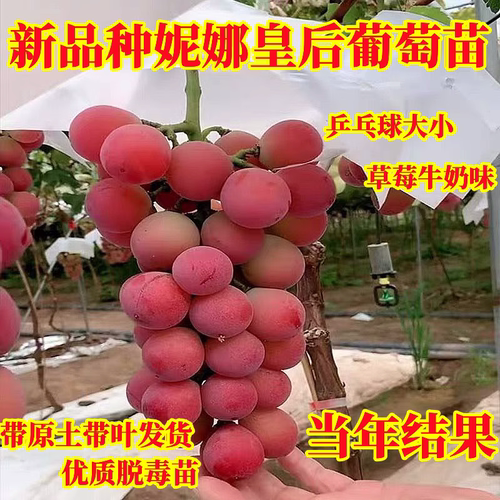 妮娜皇后爬藤葡萄带土带叶果树苗