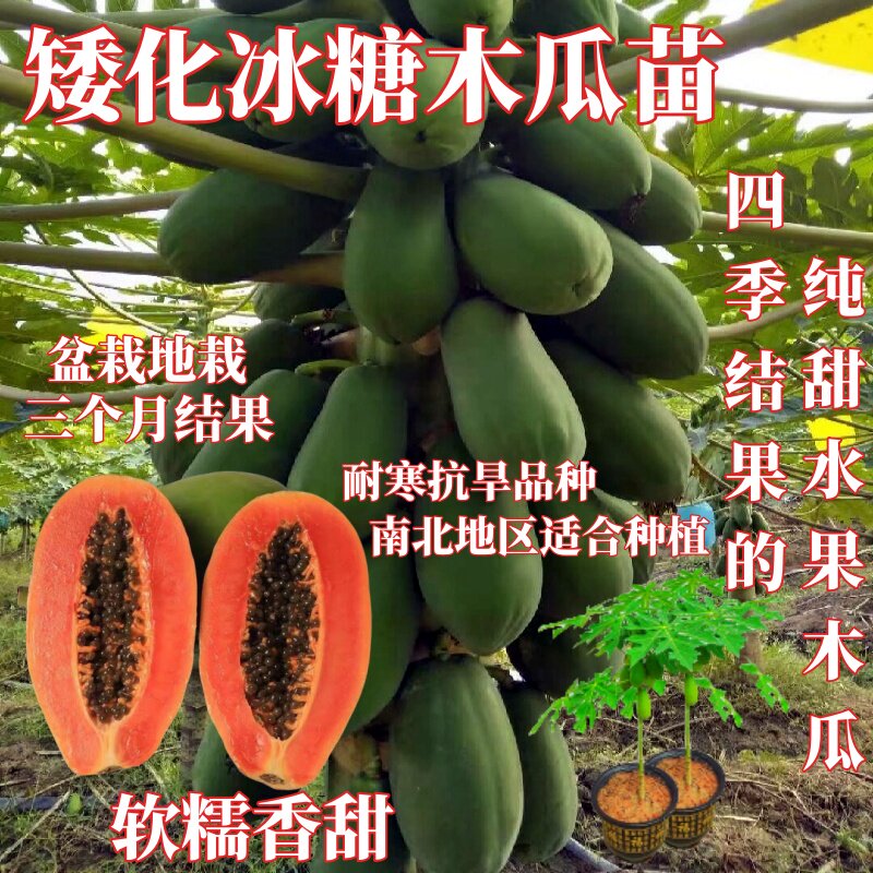 四季果树矮化木瓜冰糖红心木瓜苗图片