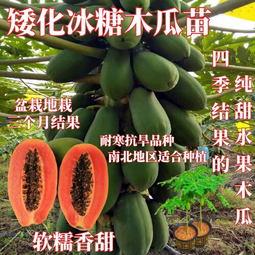 四季果树矮化木瓜冰糖红心木瓜苗