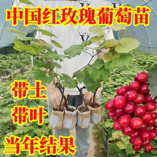 中国红玫瑰无籽葡萄树苗当年结果
