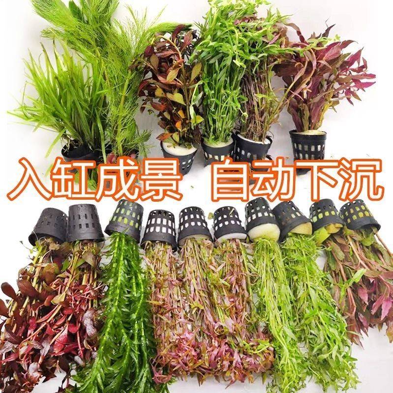 鱼缸造景水草用品养大全热带植物神器专用冷里的真小装饰摆件套餐