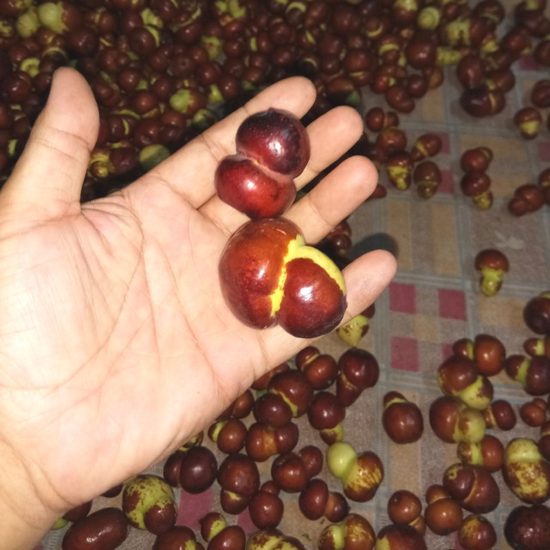 葫芦枣二代甜果树苗新品种嫁接枣树盆栽地栽枣苗南方种植当年结果