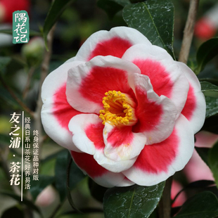 友之浦日系品种山茶花树苗盆栽花卉无花苞室内阳台庭院好养绿植物