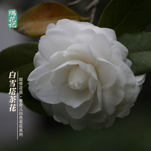 隅花记香奈儿白色雪塔四季常青山茶花树苗带花苞绿植花卉室内盆栽