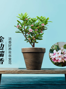 盆栽景花卉苗耐寒植物室内浓香好养易活四季常青暂无花苞金边瑞香
