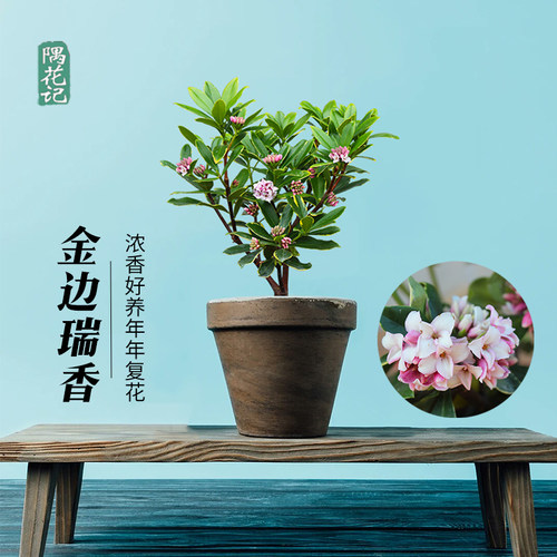 金边瑞香好养易活四季常青花卉苗