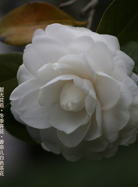 隅花记香奈儿白色雪塔四季常青山茶花树苗暂无苞绿植花卉室内盆栽