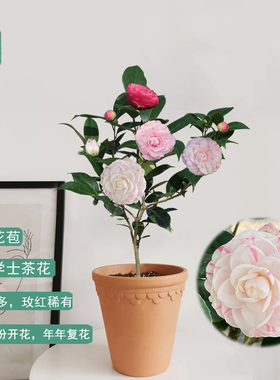 山茶花白底十八学士名贵四季常青庭院阳台盆栽花卉植物室内易养活