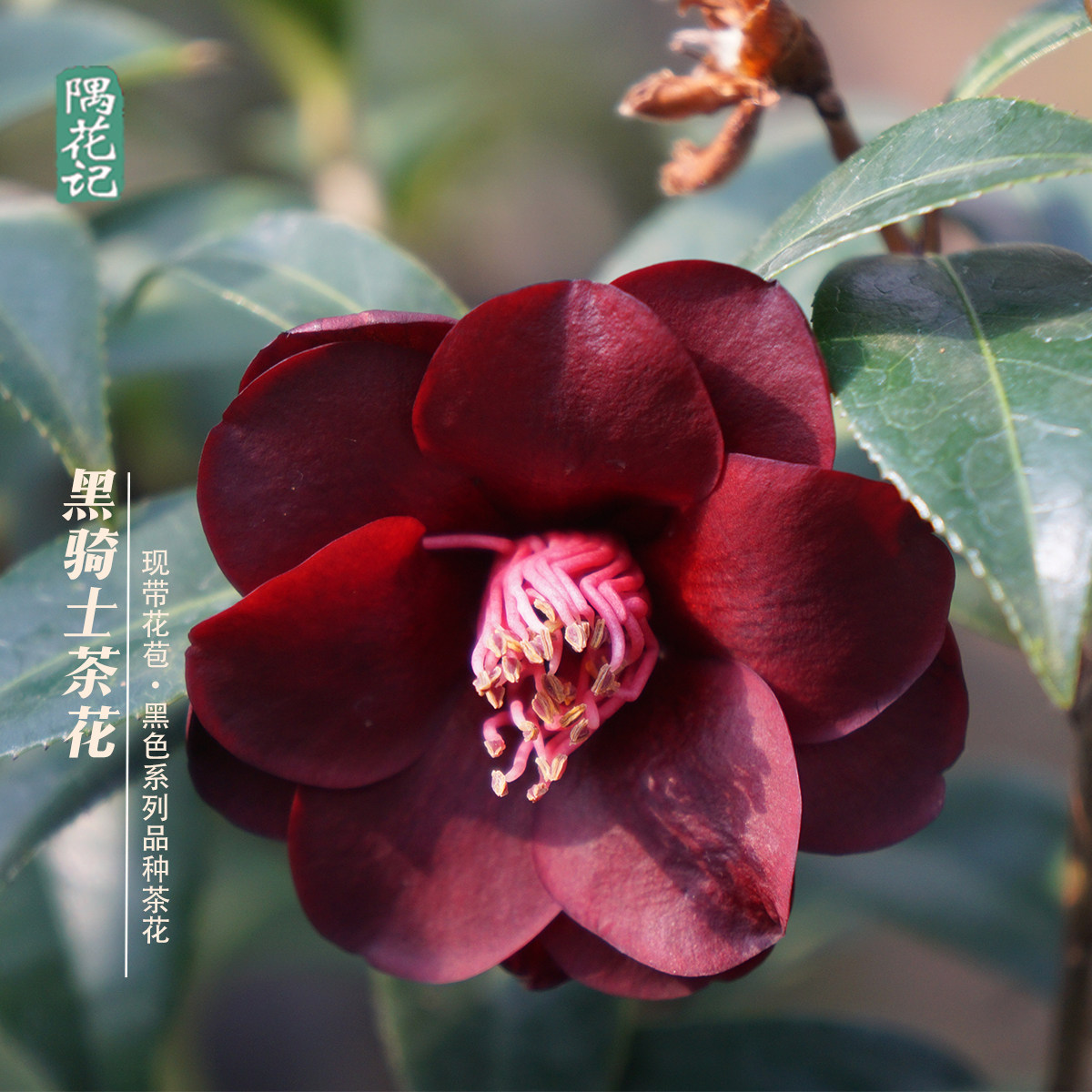 隅花记名贵品种茶花系列黑骑士茶茶花