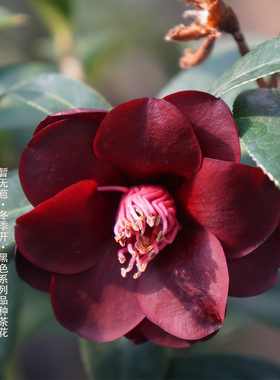 隅花记名贵品种茶花系列黑骑士茶花午夜骑士夜行者黑红色树苗盆栽