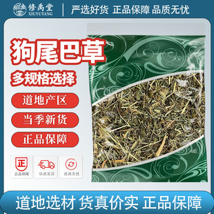 狗尾巴草中药材毛虫草谷莠子九尾草中草药狗尾草