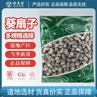 葵扇子中药材葵扇籽 葵树籽 葵树子 蒲扇子 蒲葵子