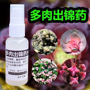 多肉出锦变色药水植物促锦变锦营养液雅乐之舞金枝玉叶变色出锦药