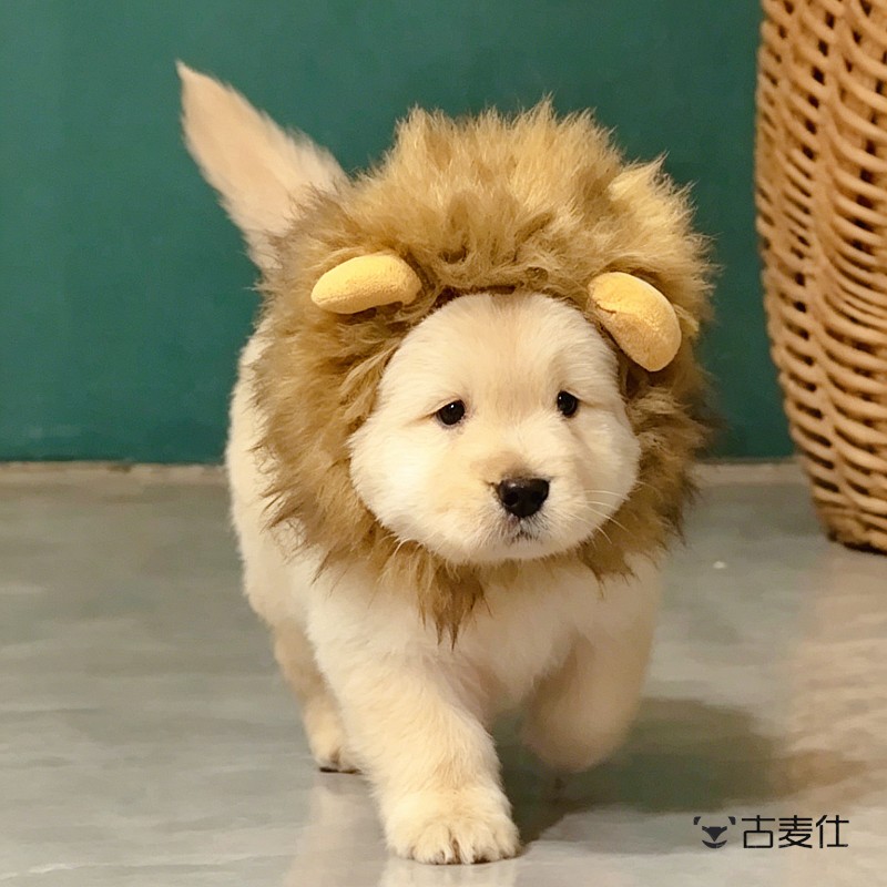 大变身！宠物头套搞怪狗狗猫咪可爱装扮金渐层狮子头饰拍照道具