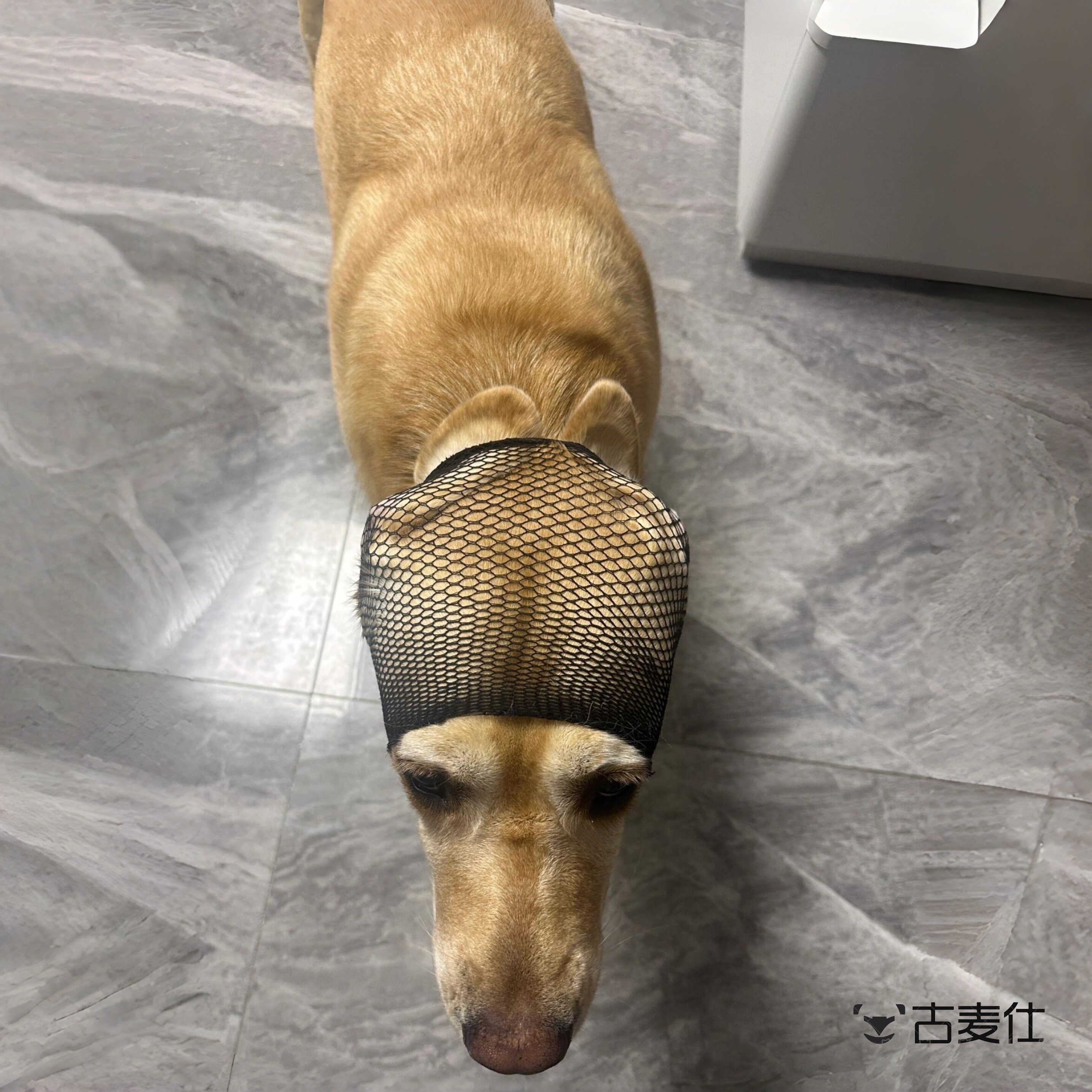 解决狗狗耳朵发臭!灵缇惠比特网纱透气耳套减少耳道细菌滋生去味