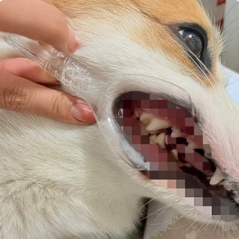 狗狗刷牙辅助器宠物口腔扩口器除牙垢清洁牙齿开口器猫咪洁齿拉钩