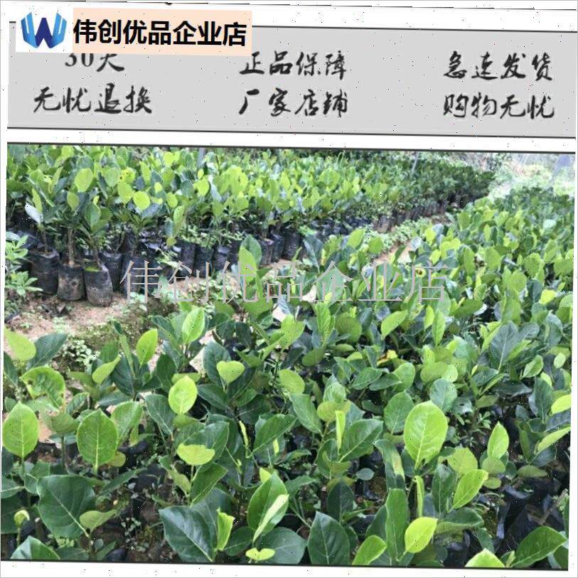 槟榔育苗袋柑g橘l营养袋果树培育咖啡苗种植一次性移栽加厚袋工,