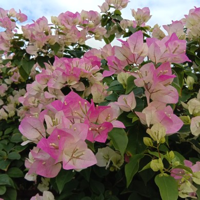 勤花三角梅【绿叶樱花】爬藤植物阳台四季开花盆栽绿植包邮 鲜花速递/花卉仿真/绿植园艺 绣球/木绣球/木本植物 原图主图