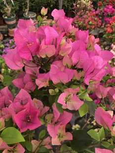 勤花三角梅【绿叶宫粉】爬藤植物阳台四季开花盆栽绿植包邮