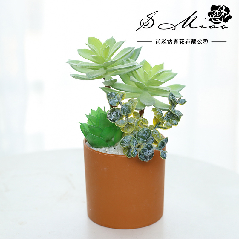 新款多肉植物组合盆景创意摆件礼品花直供植物室内时尚装饰品