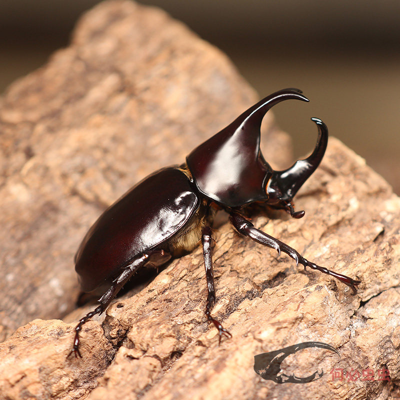 泰国姬兜成虫甲虫活体独角仙大兜虫锹甲花金龟2025热门个性宠物