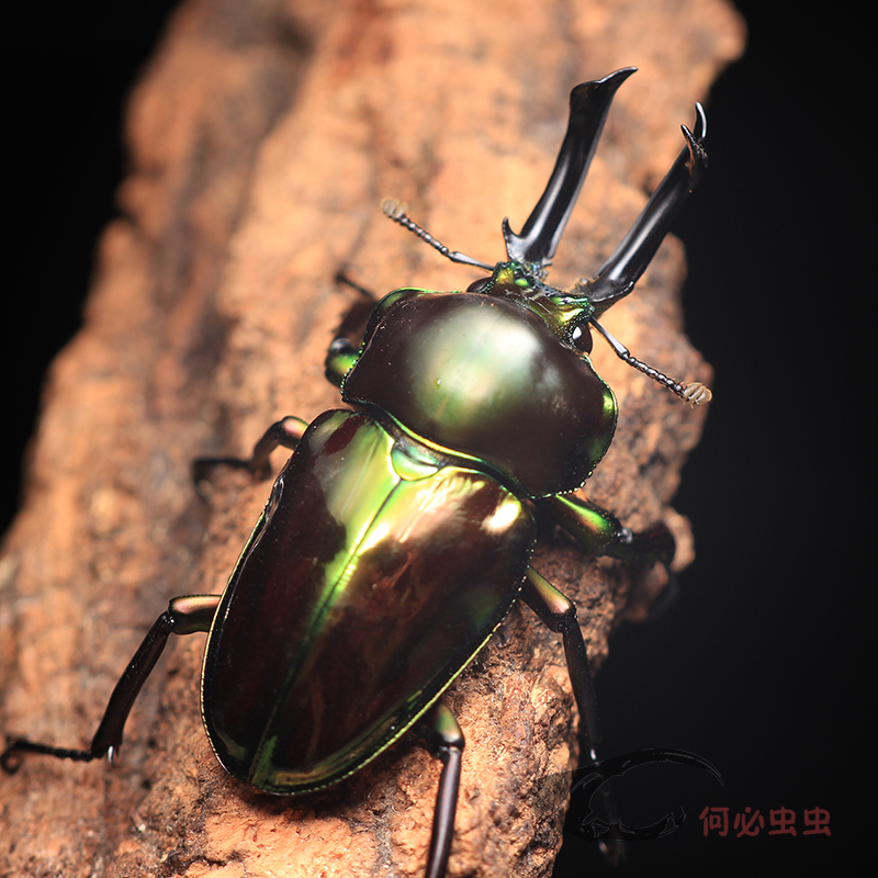 彩虹锹甲成虫甲虫活体独角仙大兜虫锹甲花金龟2021热门个性宠物