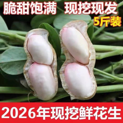 26年新鲜湿花生农家种植现挖现发