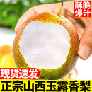 包邮 正宗山西玉露香梨脆甜梨子9斤水果新鲜当季 整箱10特产酥雪梨5