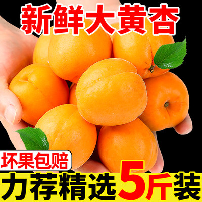 现摘大黄杏5斤新鲜金太阳当季