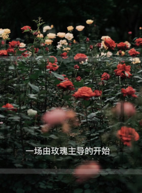 蒂普复刻合集玫瑰之水杜桑水中影檀道杜耶尔天竺葵织物香氛香水