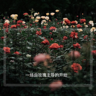 蒂普复刻合集玫瑰之水杜桑水中影檀道杜耶尔天竺葵织物香氛香水