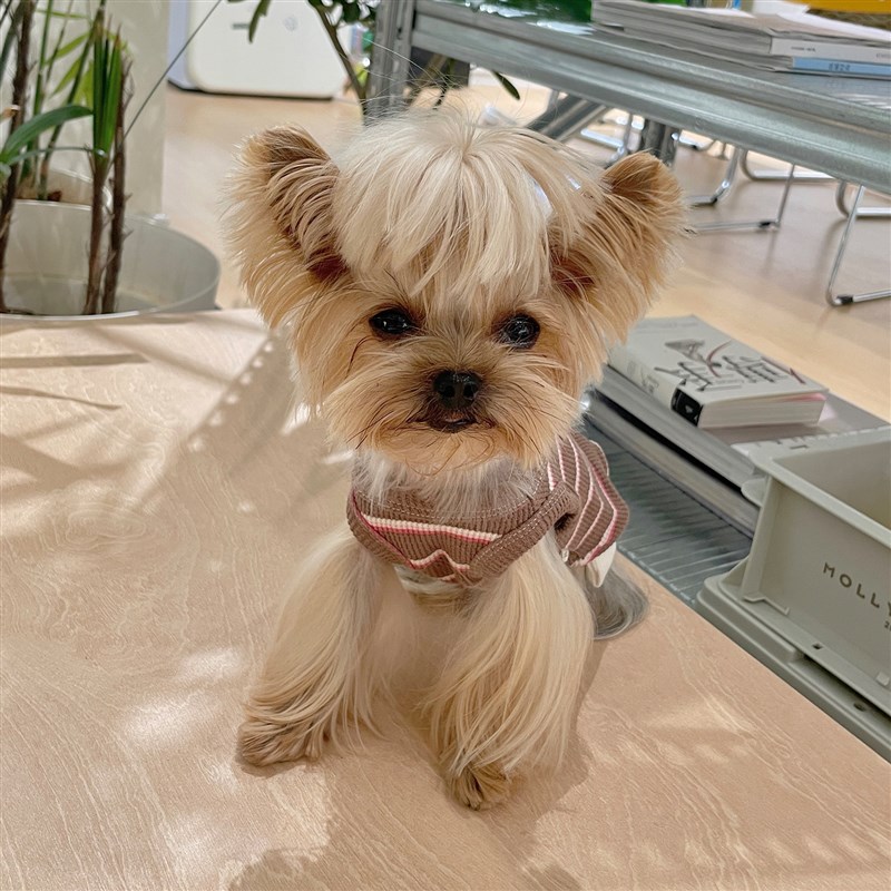 小甜粥宠物服春秋条纹无袖可调节拼接背心小型犬约克夏狗狗衣服