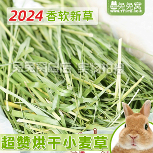 兔子龙猫荷兰猪500g全国 包邮 精品烘干小麦草干草牧草 兔兔窝总店