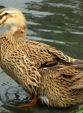 华英生鲜麻鸭生态鸭鸭肉农家散养老鸭子新鲜土鸭整只1.25kg